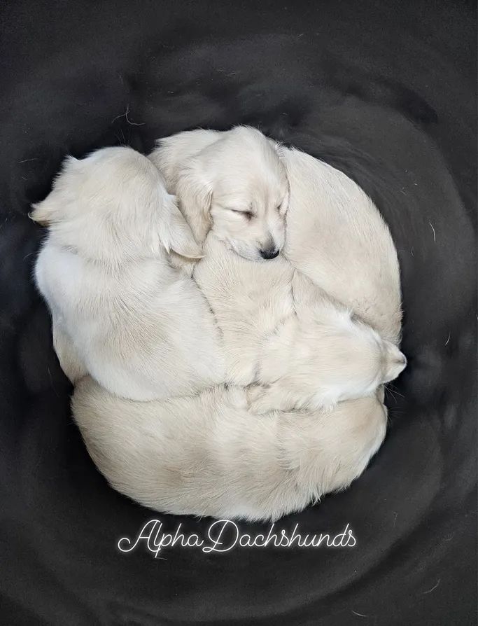 Breeder Gallery Large Image