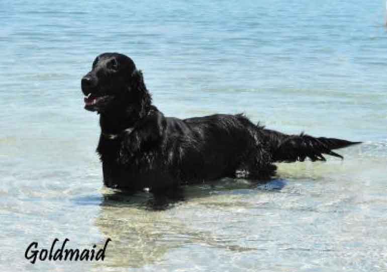 Breeder Gallery Large Image
