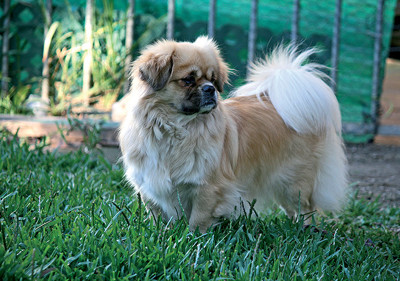 tibetan_spaniel