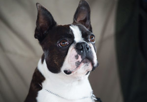 Breeder - Mrs Vikki Tyler