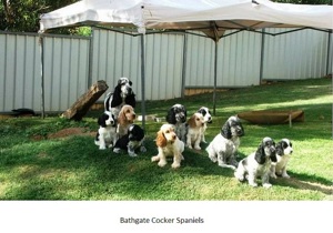 Breeder - Mr Garry Douglas