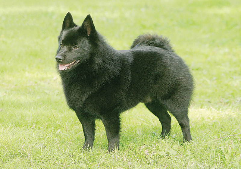 Breed Standard - Schipperke