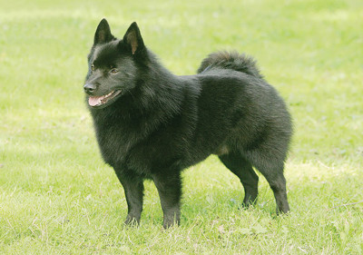schipperke