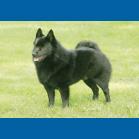 schipperke