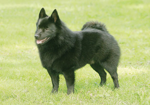 schipperke