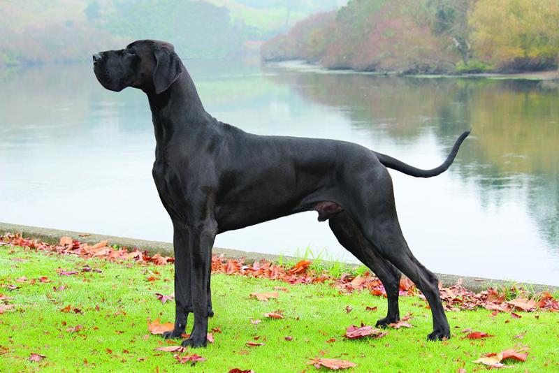 Roman 18mths updated March 2014