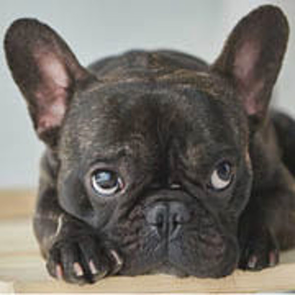 Scam Alerts & Pet Scam List 2025