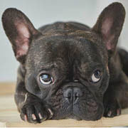 Scam Alerts & Pet Scam List 2025