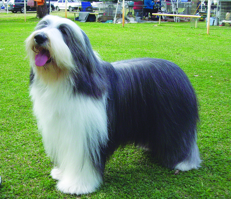 Bearded Collie. full body