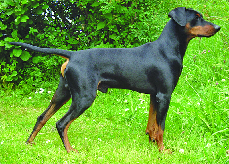 German Pinscher