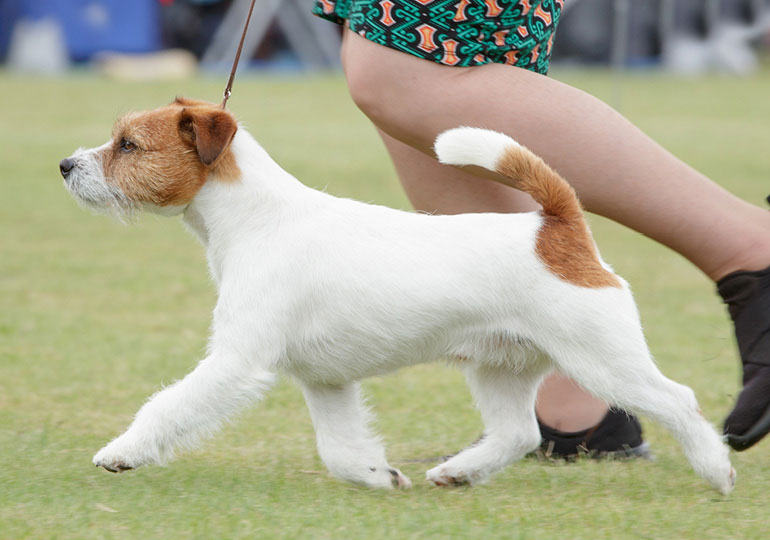 Breeder Gallery Large Image