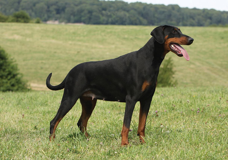 Dobermann