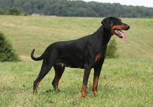 dobermann