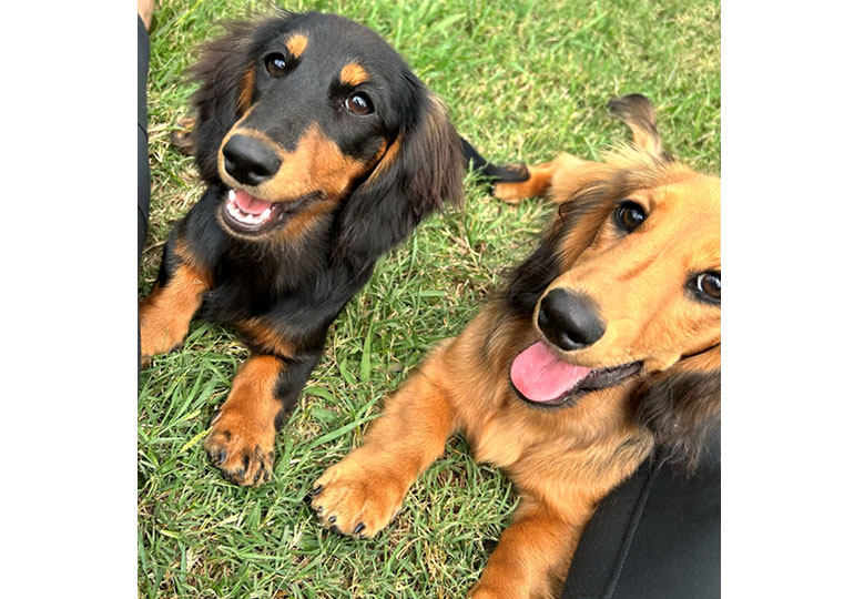 Breeder Gallery Large Image