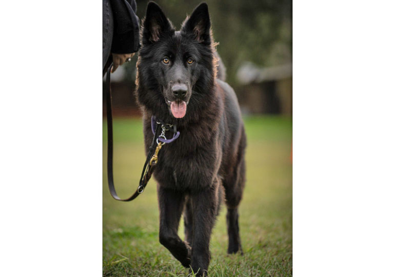 Breeder - Ms Julie Callow