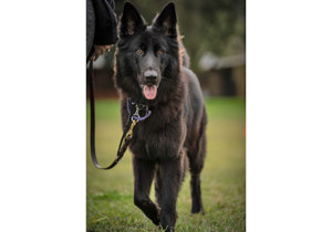 Breeder - Ms Julie Callow