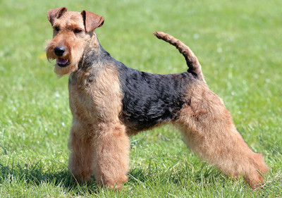 welsh_terrier