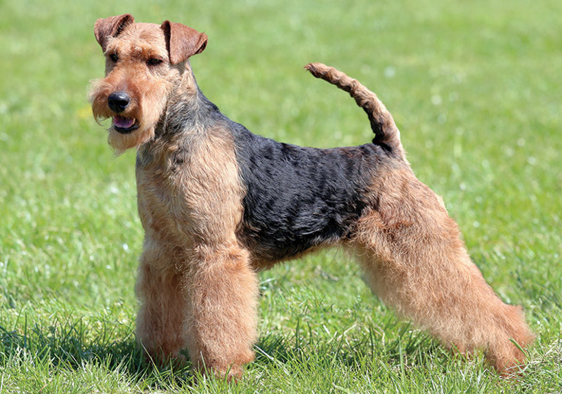 Breed Standard - Welsh Terrier