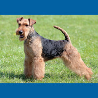 welsh_terrier