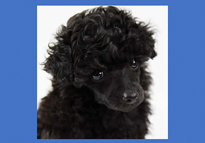Breeder - Ms Robelletoy Poodles