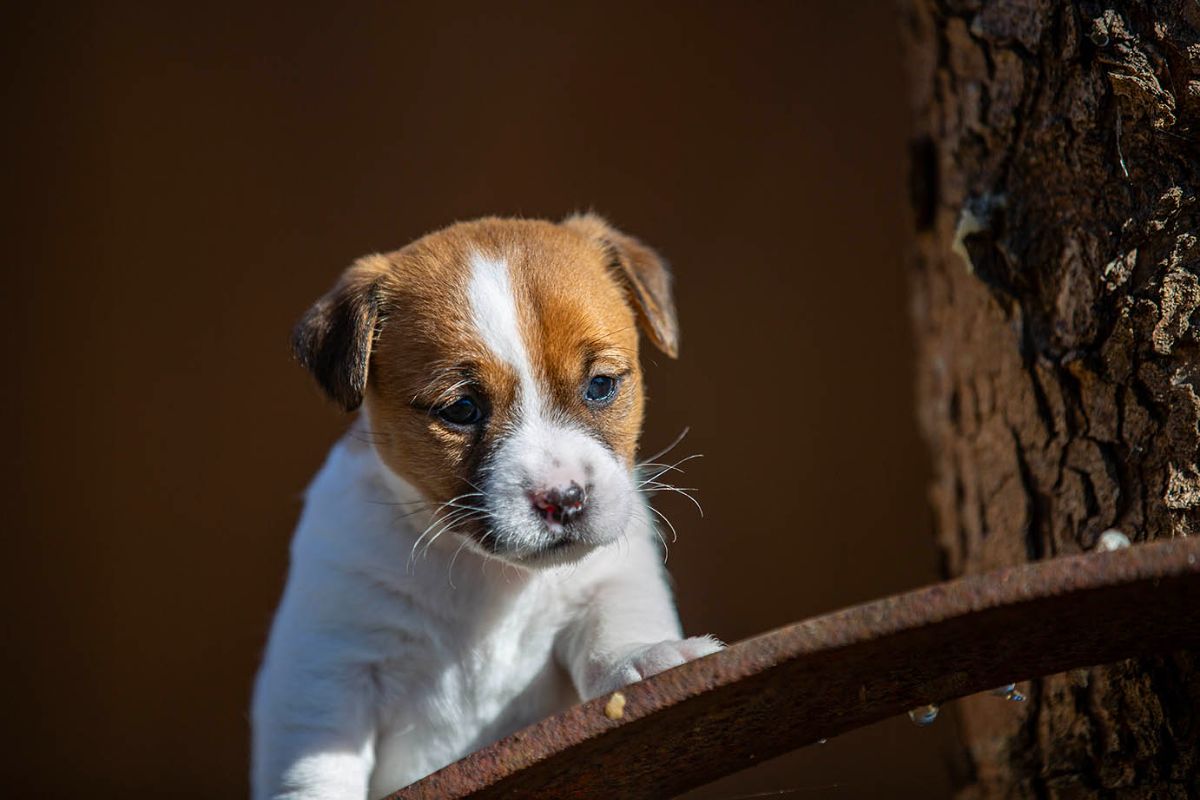 Breeder Gallery Large Image
