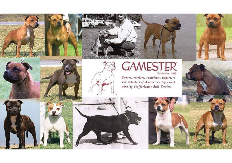 Breeder Gallery Large Image