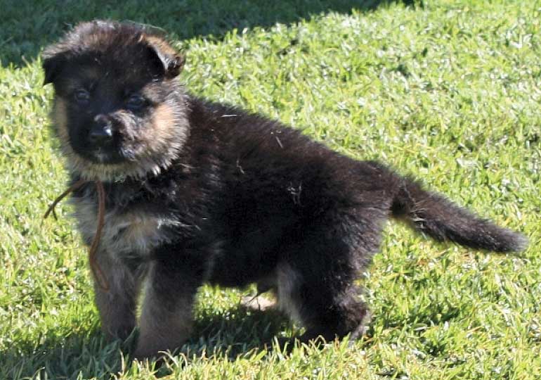 Breeder Gallery Large Image