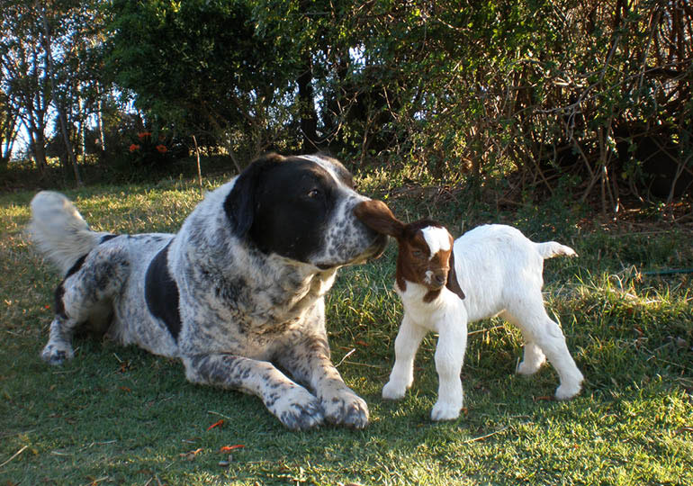 Breeder Gallery Large Image