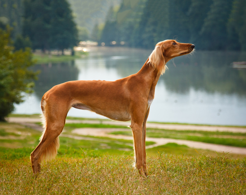 shutterstock_738705271