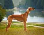 shutterstock_738705271