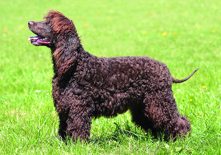 irish_water_spaniel