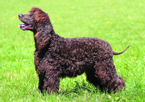 irish_water_spaniel