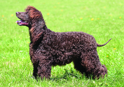 irish_water_spaniel