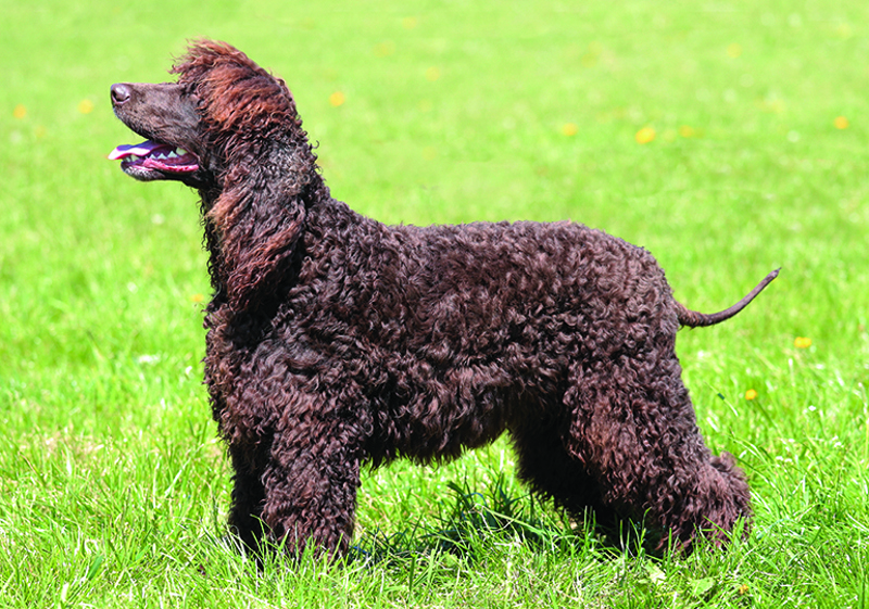 Breed Standard - Irish Water Spaniel