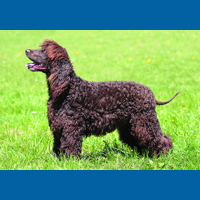 irish_water_spaniel