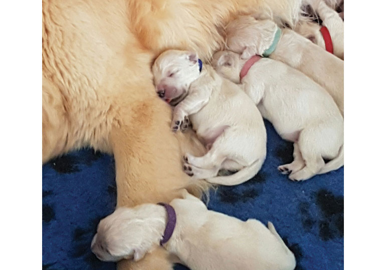 Breeder Gallery Large Image