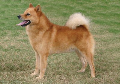 finnish_spitz