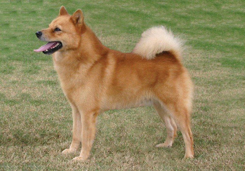Breed Standard - Finnish Spitz