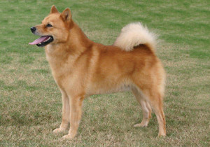 finnish_spitz