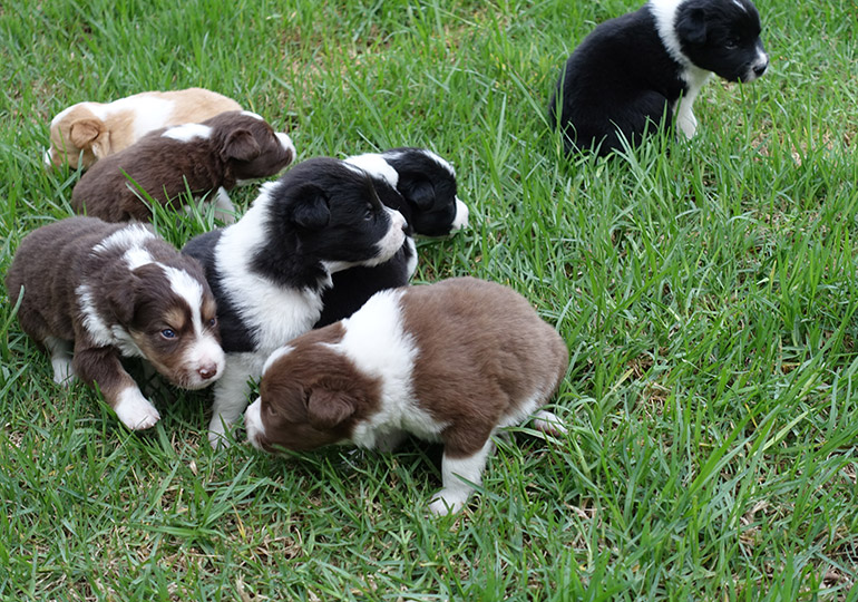 Breeder Gallery Large Image