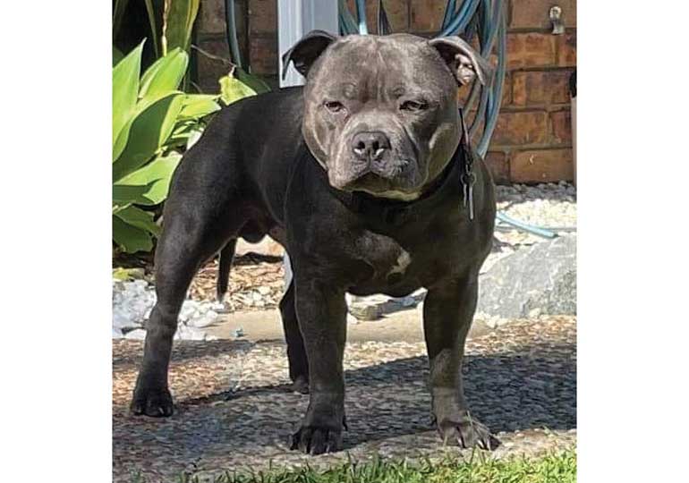 Breeder - Mrs Meg Potter
