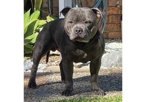 Breeder - Mrs Meg Potter