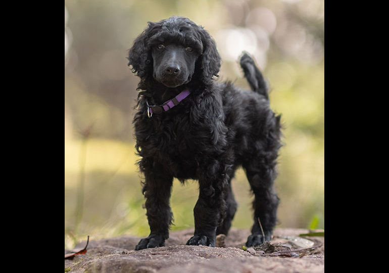 Breeder Gallery Large Image