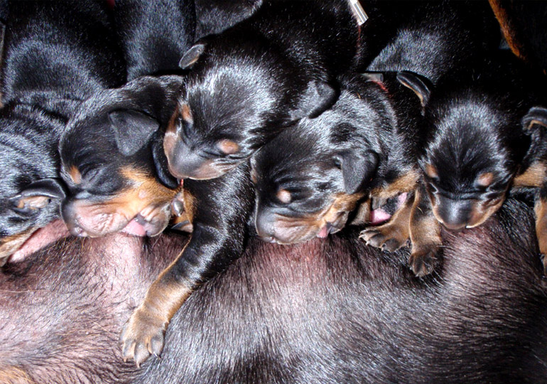 Breeder Gallery Large Image