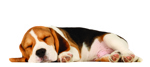 ID 10882993 Chrispethick . Dreamstime.com.10882993