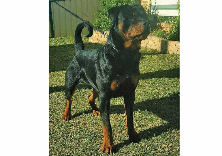 Breeder Gallery Large Image