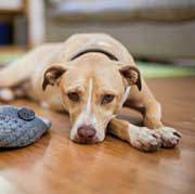 FCI Podcast: Separation Anxiety ~ The Modern Disease of Dogs
