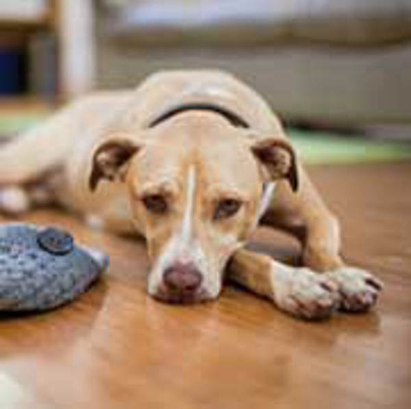 FCI Podcast: Separation Anxiety ~ The Modern Disease of Dogs