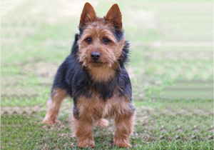 australian_terrier