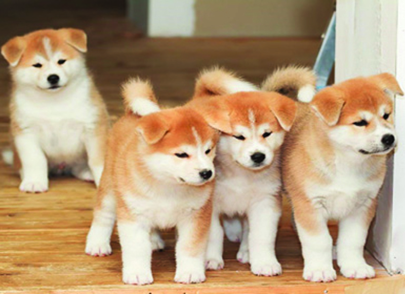 akita-pups.jpg